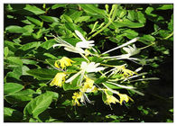 A planta anti-bacteriana da flor da madressilva extrai o ácido clorogénico 5% CAS 327 97 9