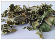 Ingredientes cosméticos naturais do Kola de Gotu extração da folha de 60 - de 90% para cuidados com a pele