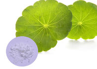 Ingredientes cosméticos naturais do Kola de Gotu extração da folha de 60 - de 90% para cuidados com a pele