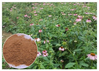 Pó do extrato da planta de Purpurea do Echinacea com sistema imunitário de melhoramento ácido da chicória