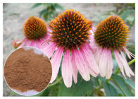 Pó erval puro de Purpurea do Echinacea do extrato da planta do suplemento dietético que melhora a imunidade