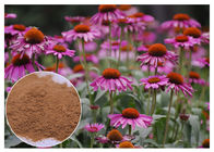 Extratos anti-bacterianos roxos da planta de Coneflower com pó ácido de Brown da chicória