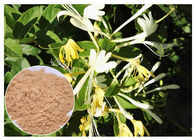 Pó clorogénico do extrato da flor da madressilva do ácido 5% dos anti extratos naturais bacterianos da flor