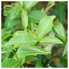 CAS 989 cosmético do extrato do chá verde de 51 5 EGCG classifica o ingrediente do galato de Epigallocatechin