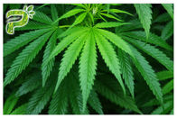 Óleo natural essencial CBD Cannabidiol do extrato da planta do cânhamo Sativa do cannabis para fumar/Vaping