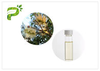 óleo satisfeito do menor de Melaleuca Cajuputi do óleo da aromaterapia dos óleos essenciais da árvore de 50% - de 60%