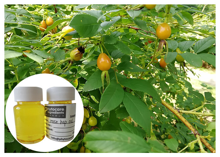 Cor amarela da pressão fria do óleo do fruto do Rosehip da remoção da cicatriz com ácido de Linolieic
