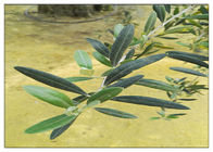 Extrato verde-oliva natural da folha do Oleuropein 20% para o pó de Brown do suplemento dietético