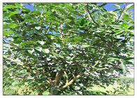Pó do extrato da planta da raiz da árvore de Apple, suplemento dietético erval solucionável no álcool etílico