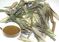 Anti pó verde-oliva natural inflamatório do extrato da folha que reduz o colesterol mau