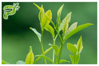 Pó do extrato da planta de chá verde que impede o teste UV radical dos Polyphenols 95% dos sintomas