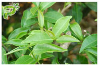 Anti extrato do chá verde da oxidação EGCG, extrato natural do chá verde da categoria farmacêutica