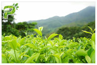 Pó 95% do extrato da planta dos Polyphenols do chá verde para a perda de peso do suplemento dietético