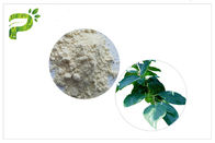 Do extrato natural da planta da folha do caqui método ácido do teste da HPLC do pó de Ursolic