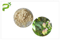 Pó natural do extrato da planta anti - Mangiferin inflamatório da folha da manga