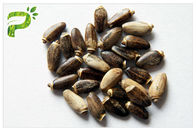 DMF PBF certificou o extrato natural puro Silybin 30% 90% da semente do cardo de leite dos extratos da planta