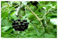 A planta natural erval pura extrai a hipotensão do pó Siberian de Eleutherococcus do ginsém
