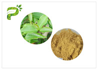 HPLC de 2.0ppm 60 Mesh Green Health Powder com os Polyphenols do chá mais alto