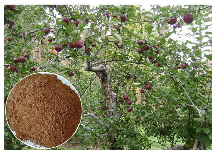 raiz da árvore de Phloridizin Apple &amp; extrato anti-bacterianos da casca para o suplemento dietético