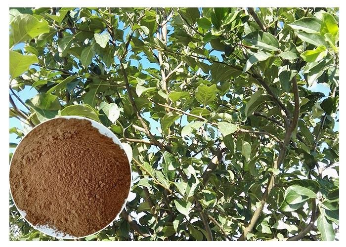Raiz da árvore de Phloretin Apple do pó do extrato da planta da antioxidação da pele &amp; extrato da casca