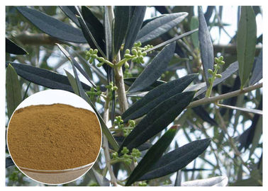 Extrato verde-oliva da folha de Hydroxytyrosol para a hipertensão CAS 10597 60 1