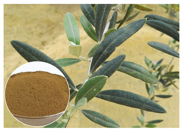Extrato antifungoso da folha de Europaea do Olea, extrato verde-oliva CAS da folha do Olea 32619 42 4