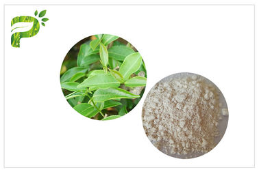 CAS 989 extrato da folha de chá do verde de 51 5 Egcg, suplementos ao chá verde para a perda de peso