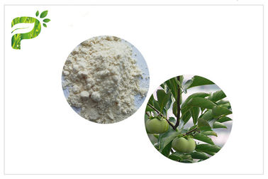 Extrato ácido de Ursolic da planta natural, CAS 77 52 1 pureza alta do pó da folha do caqui
